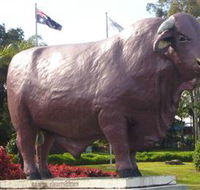 Rockhampton Bull Statues - Accommodation Resorts