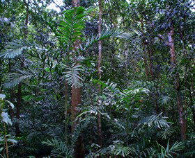 Kutini-Payamu (Iron Range) National Park (CYPAL) - Accommodation Resorts 2