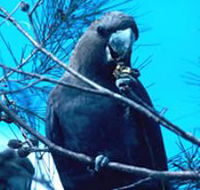 Mount Archer National Park - Accommodation Resorts
