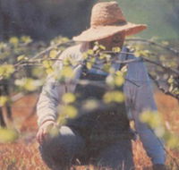 Canobolas Smith Winery - Accommodation Resorts