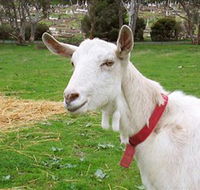 Dunkell Goats - Accommodation Resorts