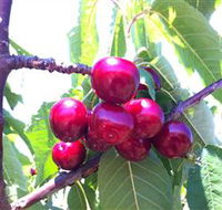 Ballinaclash Orchard and Cellar Door - Accommodation Resorts