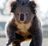 Koalas in Gunnedah - Accommodation Resorts