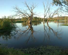 Wonga Wetlands - Accommodation Resorts 4