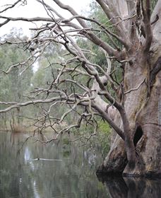 Wonga Wetlands - Accommodation Resorts 3