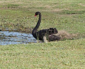 Wonga Wetlands - Accommodation Resorts 6