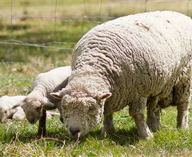 Short Sheep Micro-Winery - Accommodation Resorts 6