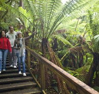 Otway Fly Treetop Adventures - Accommodation Resorts