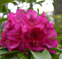 Campbell Rhododendron Gardens - Accommodation Resorts