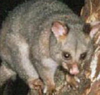 Moondarra State Park - Accommodation Resorts