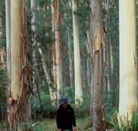 Blue Gum Forest - Accommodation Resorts