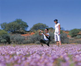 Wildflowers Of The Mid West - Accommodation Resorts 1