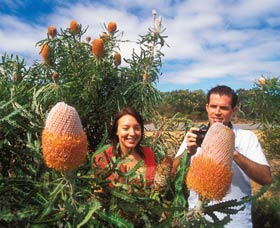 Wildflowers Of The Mid West - Accommodation Resorts 3