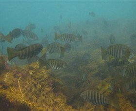 Cape Paterson VIC Accommodation Resorts