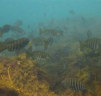 Bunurong Marine and Coastal Park - Accommodation Resorts