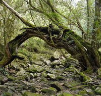 Mitchell River Walking Track - Accommodation Resorts