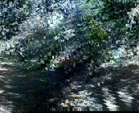 Cave Creek Walking Track - Accommodation Resorts 3