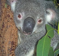 Hunter Valley Zoo - Accommodation Resorts