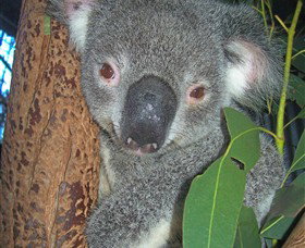 Hunter Valley Zoo - Accommodation Resorts 0