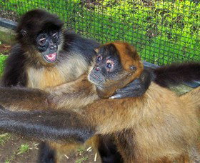 Hunter Valley Zoo - Accommodation Resorts 5