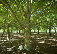 Sassafras Nuts - Accommodation Resorts