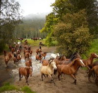 Glenworth Valley Horse Riding - Accommodation Resorts