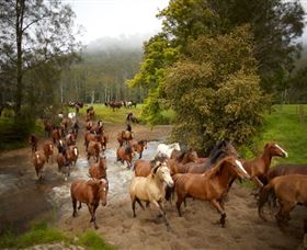 Glenworth Valley Horse Riding - Accommodation Resorts 0
