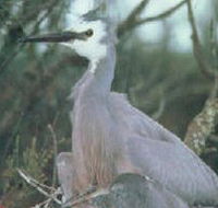 Jack Smith Lake State Game Reserve - Accommodation Resorts