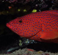 Maori Wrasse Bommie Dive Site - Accommodation Resorts