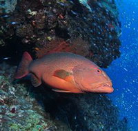 Anchor Bommie Dive Site - Accommodation Resorts