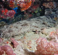 Lighthouse Bommies Dive Site - Accommodation Resorts