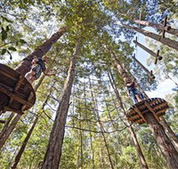 TreeTop Adventure Park Central Coast - Accommodation Resorts