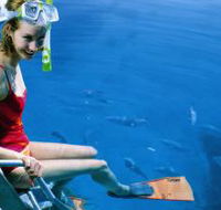 Roy Rufus Artificial Reef Dive Site - Accommodation Resorts