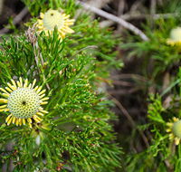 Illawarra lookout walking track - Accommodation Resorts
