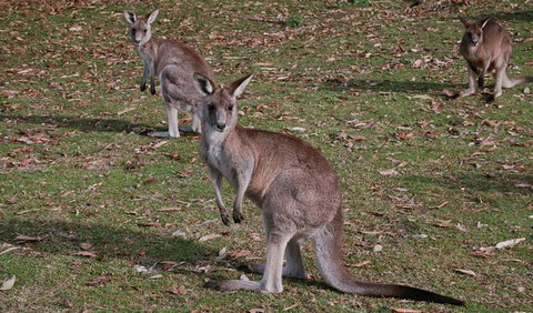 Lake Macquarie State Conservation Area - Accommodation Resorts 1