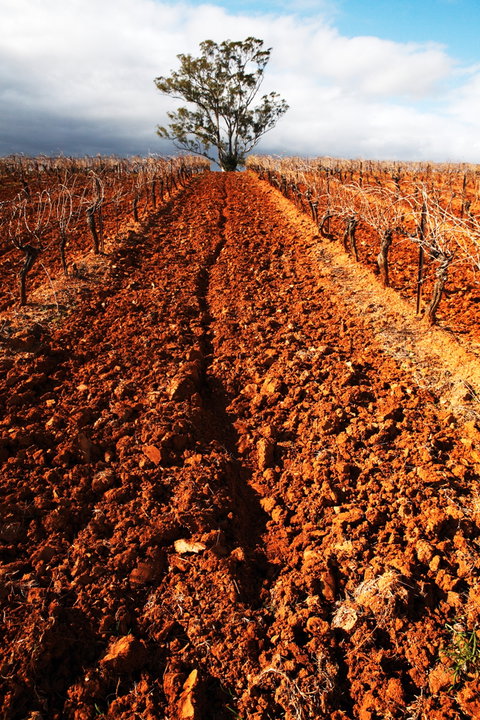 Tyrrells Vineyards - Accommodation Resorts 3