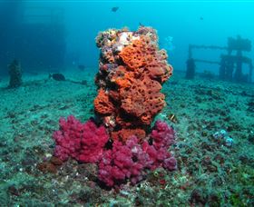 HMAS Brisbane Dive Site - Accommodation Resorts 0
