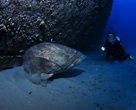 HMAS Brisbane Dive Site - Accommodation Resorts 3