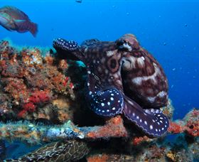 HMAS Brisbane Dive Site - Accommodation Resorts 2