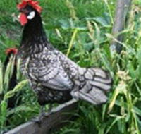 Merry Maidens Veggies - Accommodation Resorts