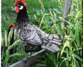 Merry Maidens Veggies - Accommodation Resorts 0