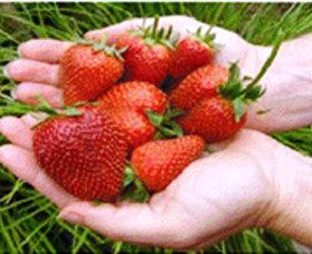 Merry Maidens Veggies - Accommodation Resorts 1