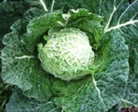 Merry Maidens Veggies - Accommodation Resorts 2