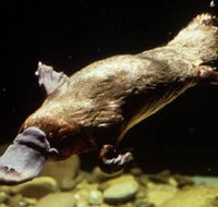 Platypus Pool - Accommodation Resorts