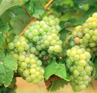 Red Tail Wines - Accommodation Resorts