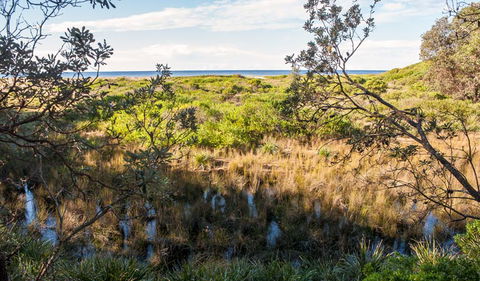 Burrawang Track - Conjola Beach To Buckleys Point - Accommodation Resorts 1