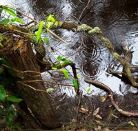 Mogo Bushwalk - Accommodation Resorts