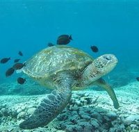 Flinders Reef Dive Site - Accommodation Resorts