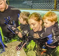 Irukandji Shark and Ray Encounters - Accommodation Resorts