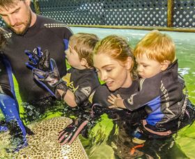 Irukandji Shark And Ray Encounters - Accommodation Resorts 0